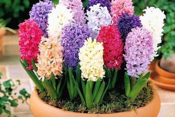 风信子的花语，不同颜色的花语不同