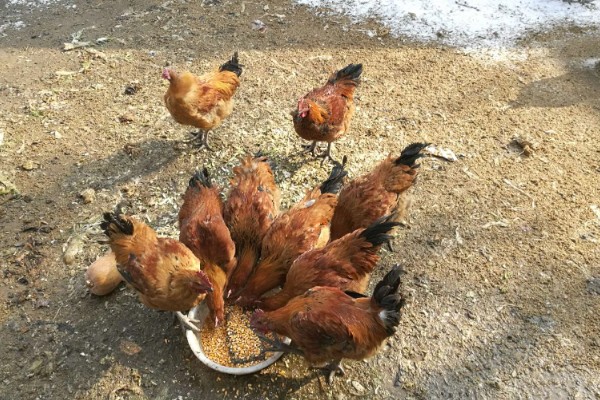 养鸡喂什么食物长得快，可以饲喂能量饲料、蛋白质饲料等