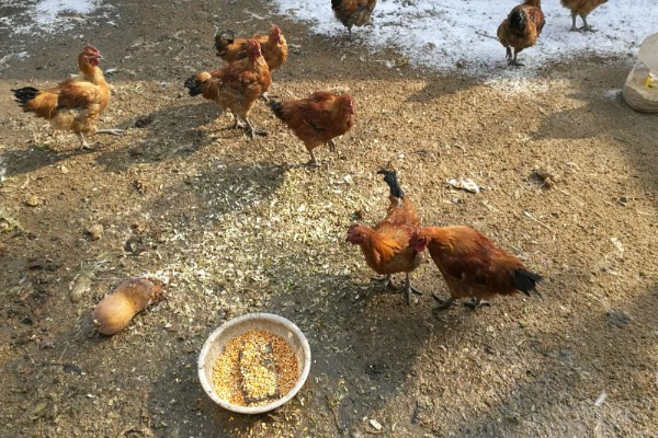 养鸡喂什么食物长得快，可以饲喂能量饲料、蛋白质饲料等