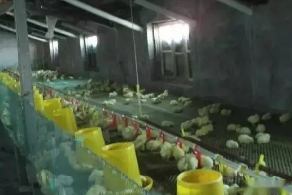 养鸡喂什么食物长得快，可以饲喂能量饲料、蛋白质饲料等