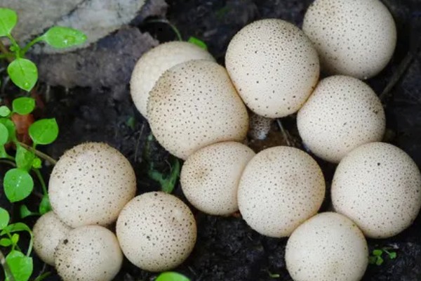 马粪包是哪种蘑菇,学名叫马勃