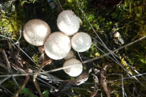 马粪包是哪种蘑菇,学名叫马勃
