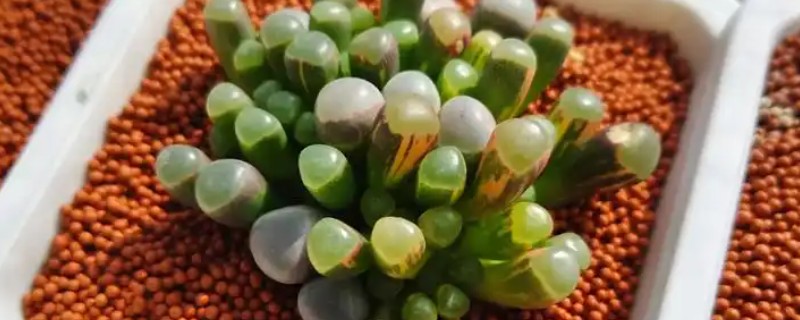 怎么养五十铃玉，一般选择万象盆进行栽种