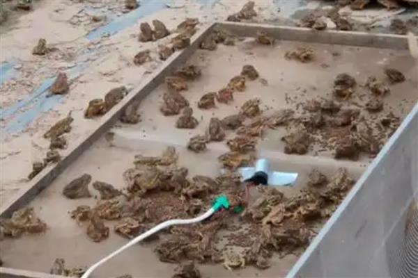 养蟾蜍有哪些风险，前期成本投入较高