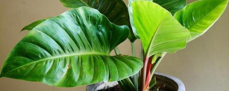 滴水观音的花期，盛花期在2-4月