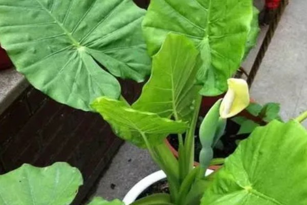 滴水观音的花期,盛花期在2-4月