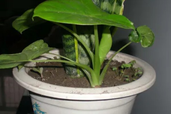 滴水观音的花期,盛花期在2-4月