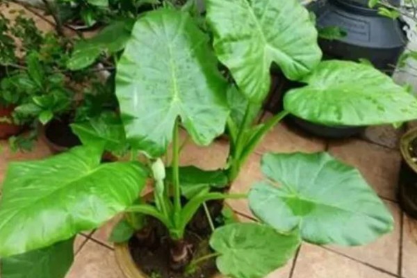 滴水观音的花期,盛花期在2-4月