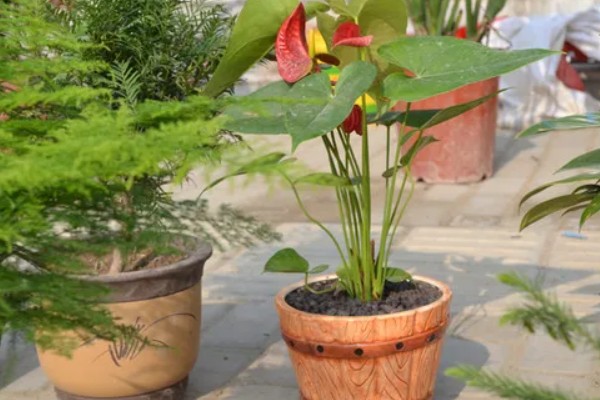 滴水观音的花期,盛花期在2-4月