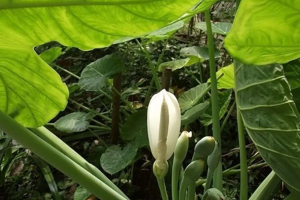 滴水观音的花期,盛花期在2-4月