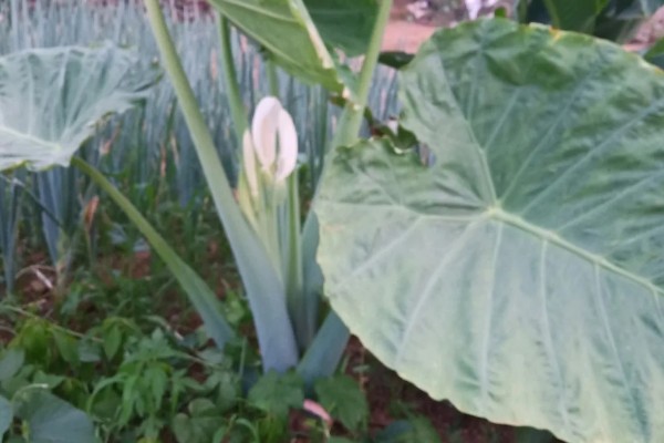 滴水观音的花期,盛花期在2-4月