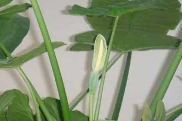 滴水观音的花期,盛花期在2-4月