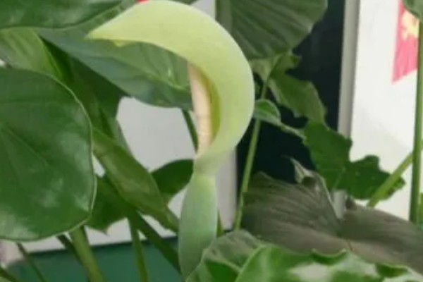 滴水观音的花期,盛花期在2-4月