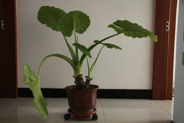 滴水观音的花期,盛花期在2-4月