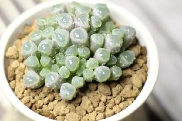 怎么养五十铃玉，一般选择万象盆进行栽种