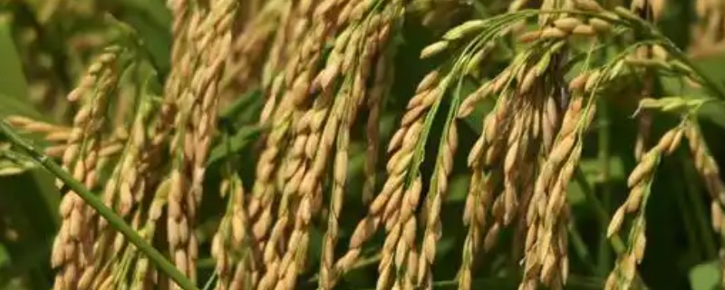 水稻穗子发黑的原因，可能是稻粒黑粉病