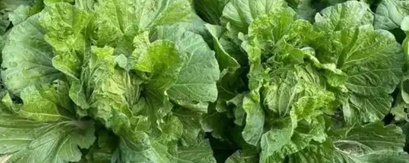 白菜除蜗牛打完药多长时间可以吃，通常7-10天后可食用