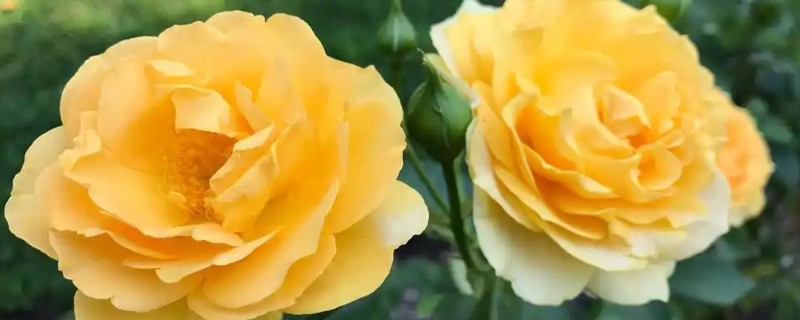 黄月季花的花语，寓意青春活力、友谊长存等