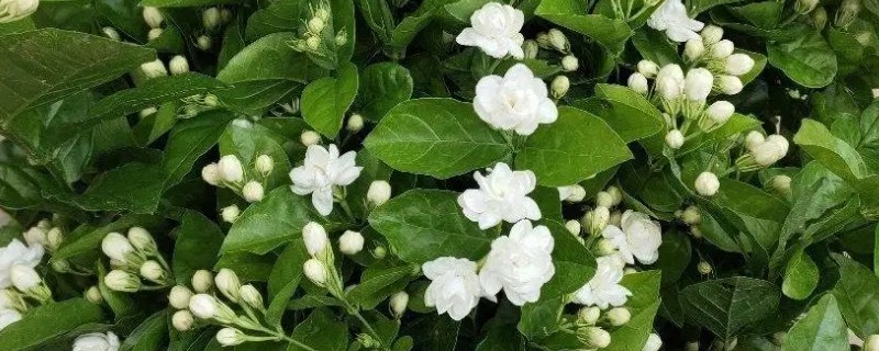 茉莉的养殖方法，半月追肥一次