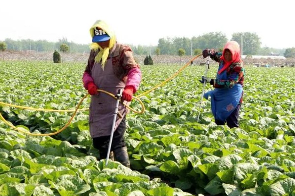 白菜除蜗牛打完药多长时间可以吃，通常7-10天后可食用