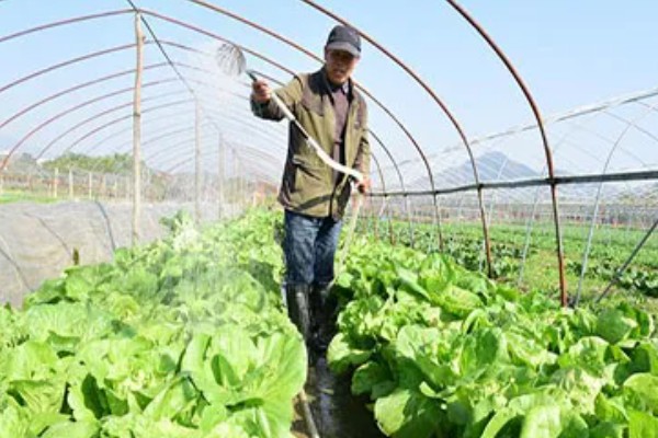 白菜除蜗牛打完药多长时间可以吃，通常7-10天后可食用