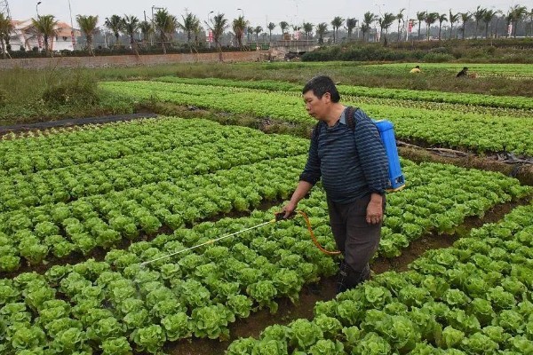 白菜除蜗牛打完药多长时间可以吃，通常7-10天后可食用