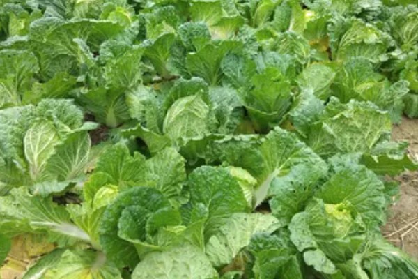 白菜除蜗牛打完药多长时间可以吃，通常7-10天后可食用