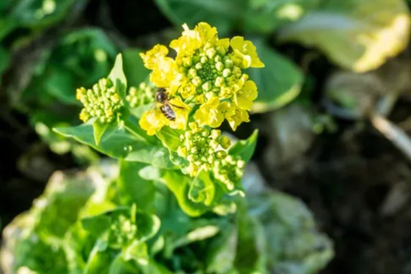 白菜除蜗牛打完药多长时间可以吃，通常7-10天后可食用
