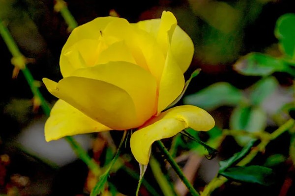 黄月季花的花语,寓意青春活力、友谊长存等