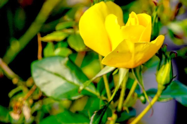 黄月季花的花语,寓意青春活力、友谊长存等