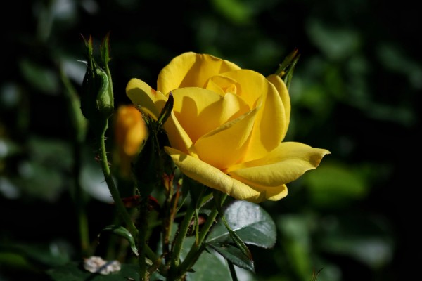 黄月季花的花语,寓意青春活力、友谊长存等