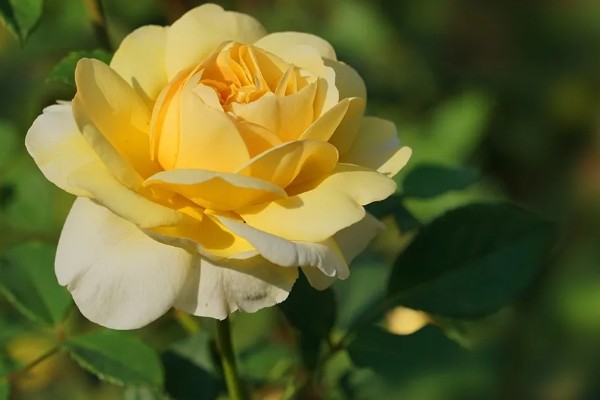 黄月季花的花语,寓意青春活力、友谊长存等