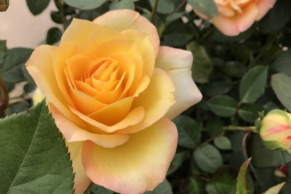 黄月季花的花语,寓意青春活力、友谊长存等