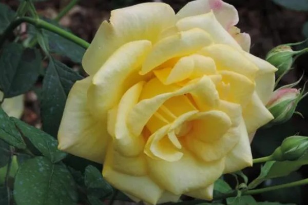 黄月季花的花语,寓意青春活力、友谊长存等