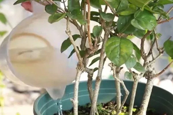 茉莉的养殖方法，半月追肥一次