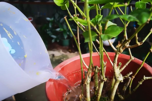 茉莉的养殖方法，半月追肥一次
