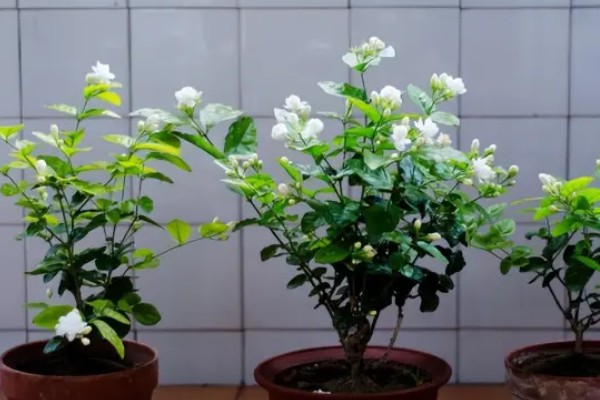 茉莉的养殖方法，半月追肥一次