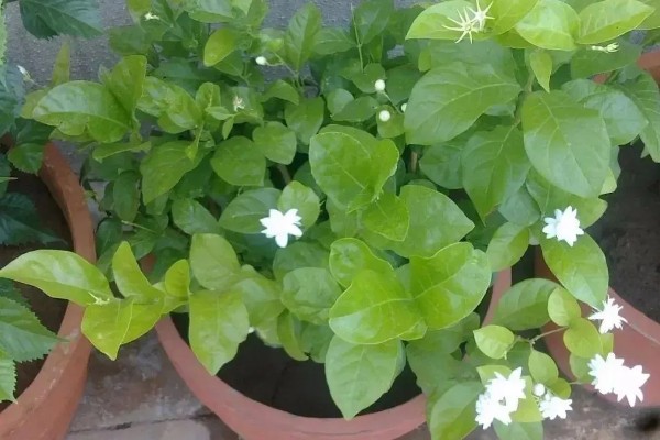 茉莉的养殖方法，半月追肥一次