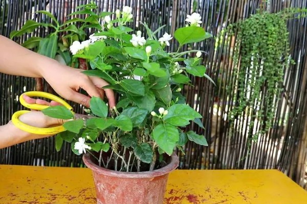 茉莉的养殖方法，半月追肥一次