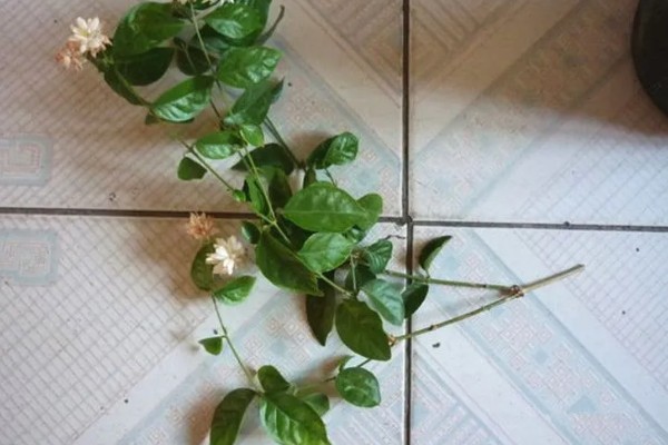 茉莉的养殖方法，半月追肥一次