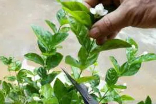 茉莉的养殖方法，半月追肥一次