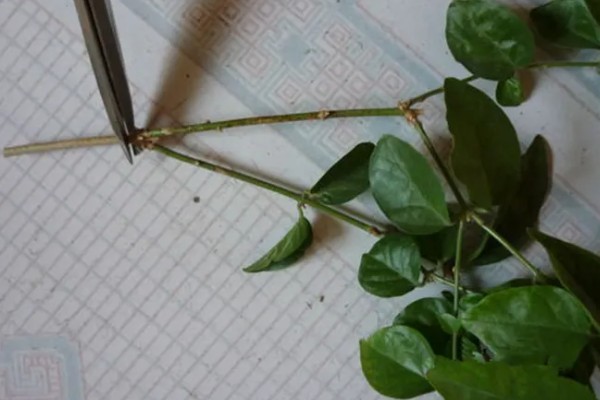 茉莉的养殖方法，半月追肥一次
