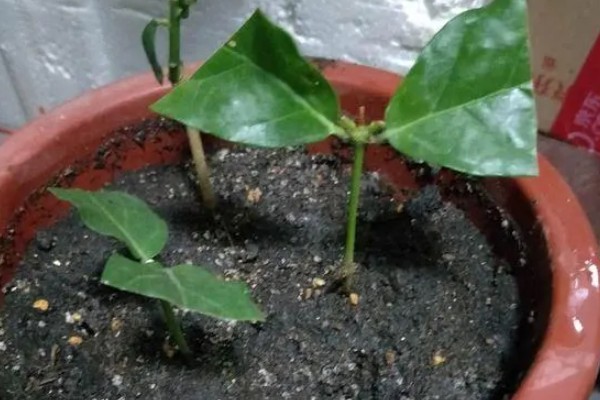 茉莉的养殖方法，半月追肥一次