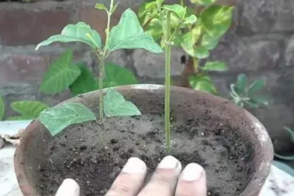 茉莉的养殖方法，半月追肥一次