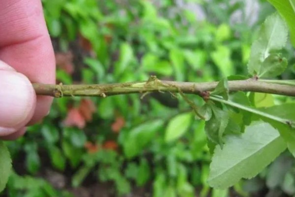 茉莉的养殖方法，半月追肥一次