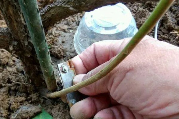 茉莉的养殖方法，半月追肥一次