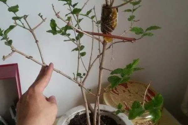 茉莉的养殖方法，半月追肥一次