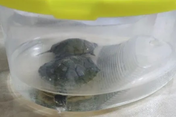 为什么龟刚到家不能喂，因为它需要先适应环境