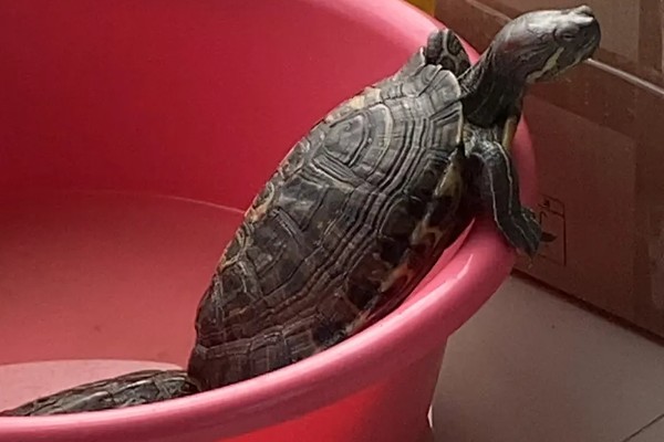 为什么龟刚到家不能喂，因为它需要先适应环境