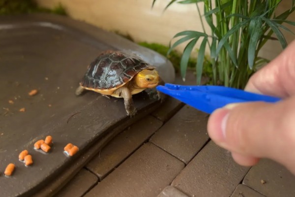 为什么龟刚到家不能喂，因为它需要先适应环境